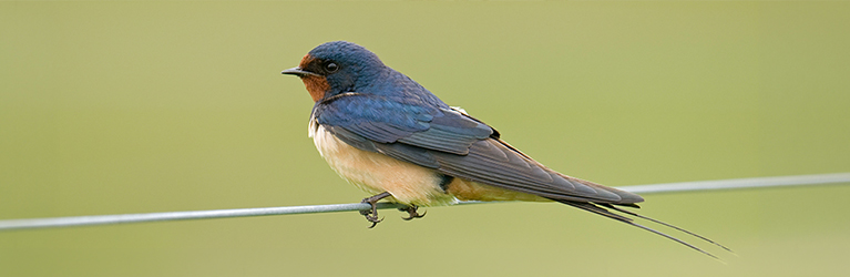 Eine Rauchschwalbe sitzt auf einer Leitung.