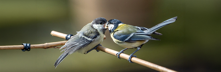 Eine Kohlmeise füttert ihr Junges auf einem Ast.