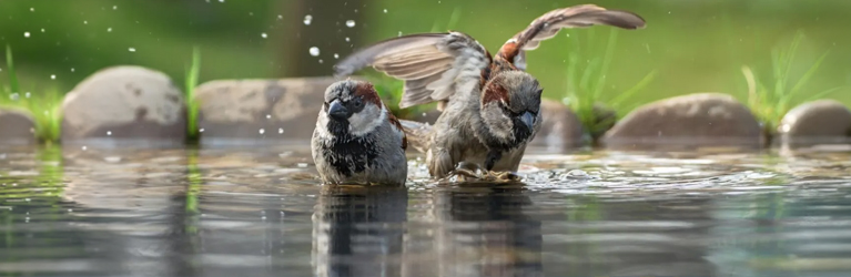 Wasserstelle für Vögel und Insekten